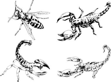 Vektör çizimleri farklı böcekler çizer. Akrepler, mürekkeple çizilen örümcekler, arka planı olmayan nesneler.