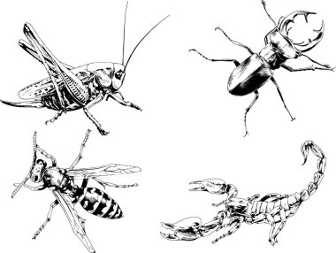 Vektör çizimleri farklı böcekler çizer. Akrepler, mürekkeple çizilen örümcekler, arka planı olmayan nesneler.