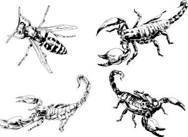 Vektör çizimleri farklı böcekler çizer. Akrepler, mürekkeple çizilen örümcekler, arka planı olmayan nesneler.