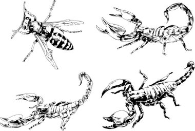Vektör çizimleri farklı böcekler çizer. Akrepler, mürekkeple çizilen örümcekler, arka planı olmayan nesneler.