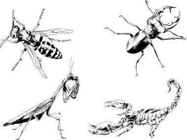 Vektör çizimleri farklı böcekler çizer. Akrepler, mürekkeple çizilen örümcekler, arka planı olmayan nesneler.