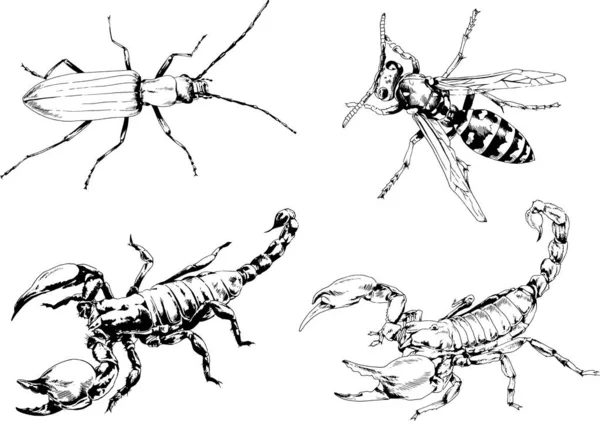 Vektör çizimleri farklı böcekler çizer. Akrepler, mürekkeple çizilen örümcekler, arka planı olmayan nesneler.