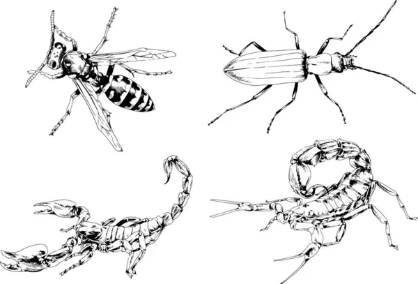 Vektör çizimleri farklı böcekler çizer. Akrepler, mürekkeple çizilen örümcekler, arka planı olmayan nesneler.
