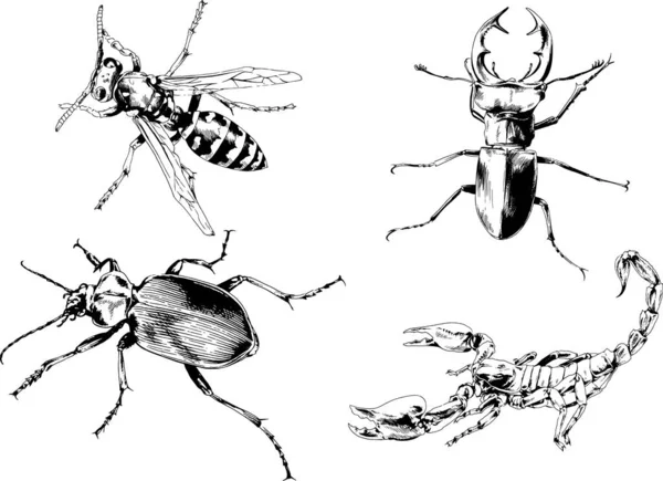 Vektör çizimleri farklı böcekler çizer. Akrepler, mürekkeple çizilen örümcekler, arka planı olmayan nesneler.