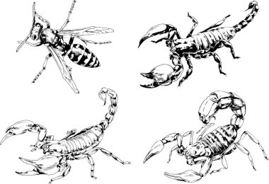 Vektör çizimleri farklı böcekler çizer. Akrepler, mürekkeple çizilen örümcekler, arka planı olmayan nesneler.