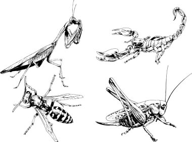 Vektör çizimleri farklı böcekler çizer. Akrepler, mürekkeple çizilen örümcekler, arka planı olmayan nesneler.