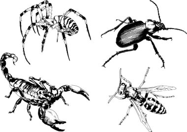 Vektör çizimleri farklı böcekler çizer. Akrepler, mürekkeple çizilen örümcekler, arka planı olmayan nesneler.