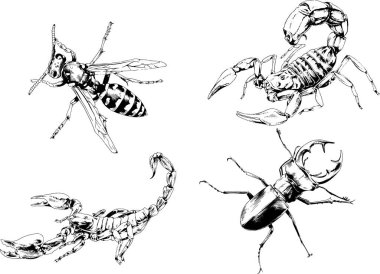 Vektör çizimleri farklı böcekler çizer. Akrepler, mürekkeple çizilen örümcekler, arka planı olmayan nesneler.