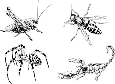 Vektör çizimleri farklı böcekler çizer. Akrepler, mürekkeple çizilen örümcekler, arka planı olmayan nesneler.
