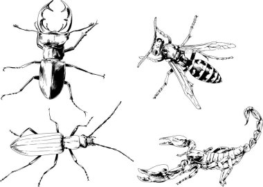 Vektör çizimleri farklı böcekler çizer. Akrepler, mürekkeple çizilen örümcekler, arka planı olmayan nesneler.