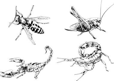 Vektör çizimleri farklı böcekler çizer. Akrepler, mürekkeple çizilen örümcekler, arka planı olmayan nesneler.