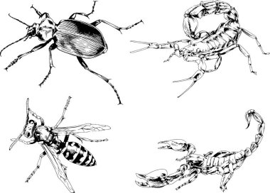 Vektör çizimleri farklı böcekler çizer. Akrepler, mürekkeple çizilen örümcekler, arka planı olmayan nesneler.