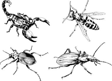 Vektör çizimleri farklı böcekler çizer. Akrepler, mürekkeple çizilen örümcekler, arka planı olmayan nesneler.