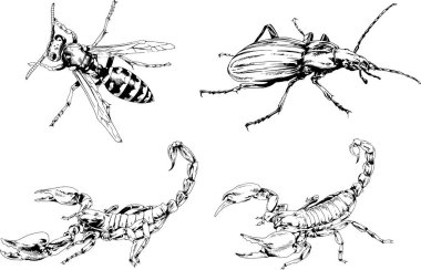 Vektör çizimleri farklı böcekler çizer. Akrepler, mürekkeple çizilen örümcekler, arka planı olmayan nesneler.