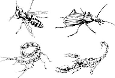 Vektör çizimleri farklı böcekler çizer. Akrepler, mürekkeple çizilen örümcekler, arka planı olmayan nesneler.
