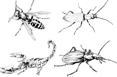 Vektör çizimleri farklı böcekler çizer. Akrepler, mürekkeple çizilen örümcekler, arka planı olmayan nesneler.