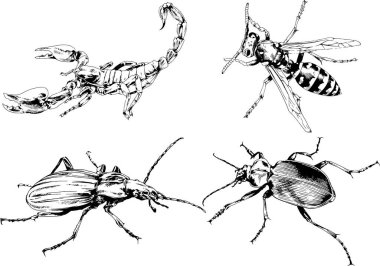 Vektör çizimleri farklı böcekler çizer. Akrepler, mürekkeple çizilen örümcekler, arka planı olmayan nesneler.
