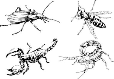 Vektör çizimleri farklı böcekler çizer. Akrepler, mürekkeple çizilen örümcekler, arka planı olmayan nesneler.