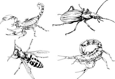Vektör çizimleri farklı böcekler çizer. Akrepler, mürekkeple çizilen örümcekler, arka planı olmayan nesneler.