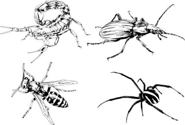 Vektör çizimleri farklı böcekler çizer. Akrepler, mürekkeple çizilen örümcekler, arka planı olmayan nesneler.