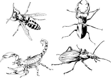 Vektör çizimleri farklı böcekler çizer. Akrepler, mürekkeple çizilen örümcekler, arka planı olmayan nesneler.