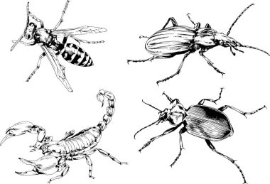 Vektör çizimleri farklı böcekler çizer. Akrepler, mürekkeple çizilen örümcekler, arka planı olmayan nesneler.