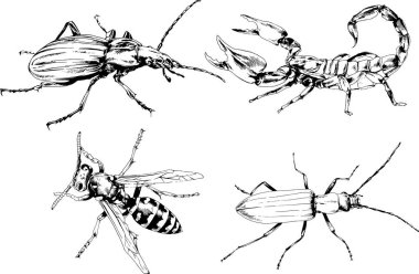 Vektör çizimleri farklı böcekler çizer. Akrepler, mürekkeple çizilen örümcekler, arka planı olmayan nesneler.