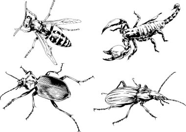 Vektör çizimleri farklı böcekler çizer. Akrepler, mürekkeple çizilen örümcekler, arka planı olmayan nesneler.