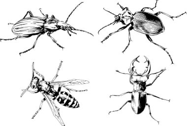 Vektör çizimleri farklı böcekler çizer. Akrepler, mürekkeple çizilen örümcekler, arka planı olmayan nesneler.