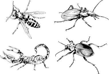 Vektör çizimleri farklı böcekler çizer. Akrepler, mürekkeple çizilen örümcekler, arka planı olmayan nesneler.