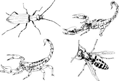 Vektör çizimleri farklı böcekler çizer. Akrepler, mürekkeple çizilen örümcekler, arka planı olmayan nesneler.