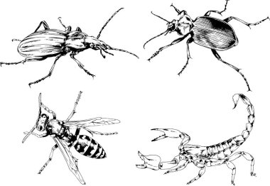 Vektör çizimleri farklı böcekler çizer. Akrepler, mürekkeple çizilen örümcekler, arka planı olmayan nesneler.