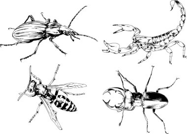 Vektör çizimleri farklı böcekler çizer. Akrepler, mürekkeple çizilen örümcekler, arka planı olmayan nesneler.
