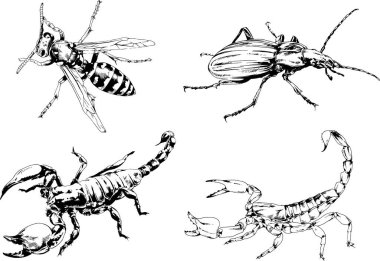 Vektör çizimleri farklı böcekler çizer. Akrepler, mürekkeple çizilen örümcekler, arka planı olmayan nesneler.