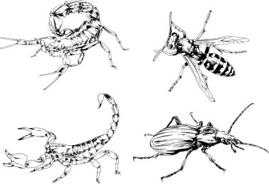 Vektör çizimleri farklı böcekler çizer. Akrepler, mürekkeple çizilen örümcekler, arka planı olmayan nesneler.