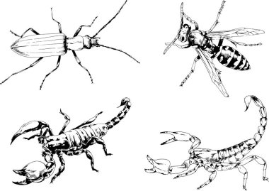 Vektör çizimleri farklı böcekler çizer. Akrepler, mürekkeple çizilen örümcekler, arka planı olmayan nesneler.