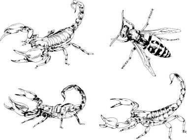Vektör çizimleri farklı böcekler çizer. Akrepler, mürekkeple çizilen örümcekler, arka planı olmayan nesneler.