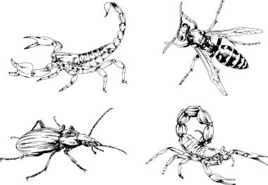 Vektör çizimleri farklı böcekler çizer. Akrepler, mürekkeple çizilen örümcekler, arka planı olmayan nesneler.