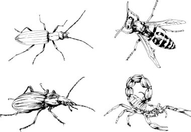 Vektör çizimleri farklı böcekler çizer. Akrepler, mürekkeple çizilen örümcekler, arka planı olmayan nesneler.
