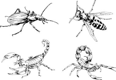 Vektör çizimleri farklı böcekler çizer. Akrepler, mürekkeple çizilen örümcekler, arka planı olmayan nesneler.