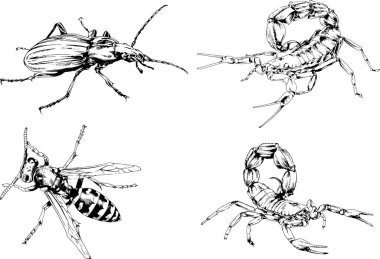 Vektör çizimleri farklı böcekler çizer. Akrepler, mürekkeple çizilen örümcekler, arka planı olmayan nesneler.