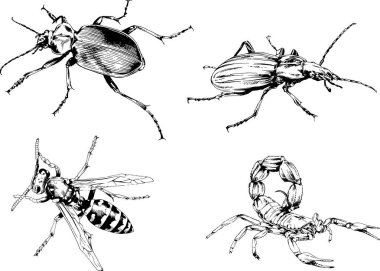 Vektör çizimleri farklı böcekler çizer. Akrepler, mürekkeple çizilen örümcekler, arka planı olmayan nesneler.