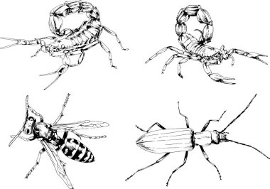 Vektör çizimleri farklı böcekler çizer. Akrepler, mürekkeple çizilen örümcekler, arka planı olmayan nesneler.