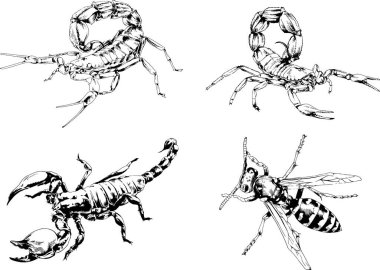 Vektör çizimleri farklı böcekler çizer. Akrepler, mürekkeple çizilen örümcekler, arka planı olmayan nesneler.