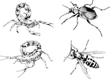 Vektör çizimleri farklı böcekler çizer. Akrepler, mürekkeple çizilen örümcekler, arka planı olmayan nesneler.