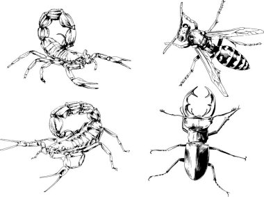 Vektör çizimleri farklı böcekler çizer. Akrepler, mürekkeple çizilen örümcekler, arka planı olmayan nesneler.