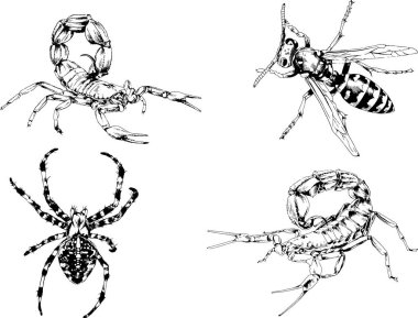 Vektör çizimleri farklı böcekler çizer. Akrepler, mürekkeple çizilen örümcekler, arka planı olmayan nesneler.