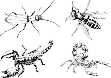 Vektör çizimleri farklı böcekler çizer. Akrepler, mürekkeple çizilen örümcekler, arka planı olmayan nesneler.