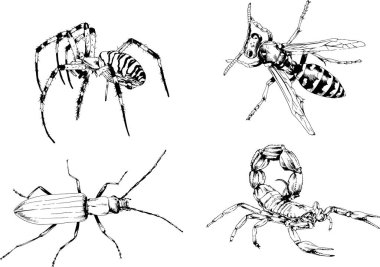 Vektör çizimleri farklı böcekler çizer. Akrepler, mürekkeple çizilen örümcekler, arka planı olmayan nesneler.