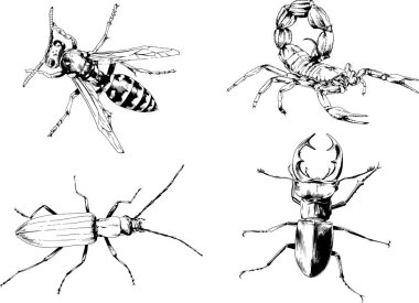 Vektör çizimleri farklı böcekler çizer. Akrepler, mürekkeple çizilen örümcekler, arka planı olmayan nesneler.